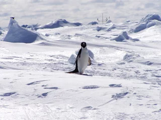 Papier Peint photo Lavable Pingouin lonely penguin