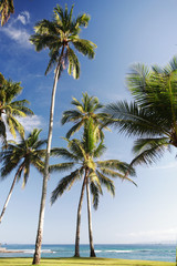 Plakat Kokosowe drzewo na plaży