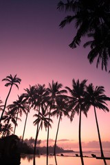 coconut tree at sunrise