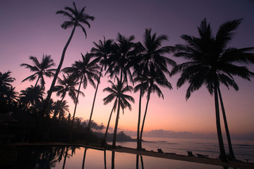 Fototapeta na wymiar Kokosowe drzewo o wschodzie słońca