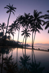 coconut trees at sunrise