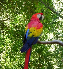 macaw