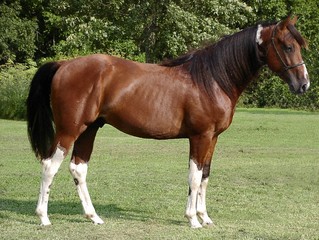 tobiano stallion