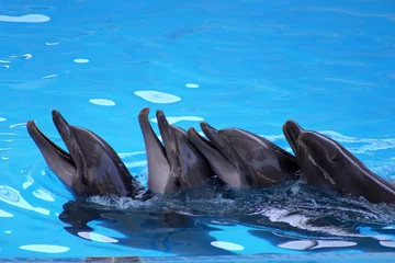 Foto op Plexiglas Dolfijn dolfijnen spelen