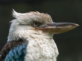 blue winged kookaburra