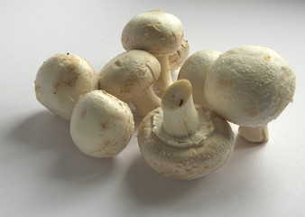 common edible mushrooms