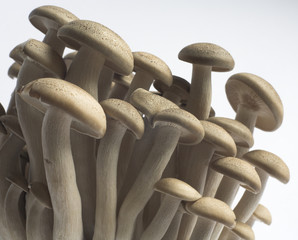 hon-shimeji mushrooms