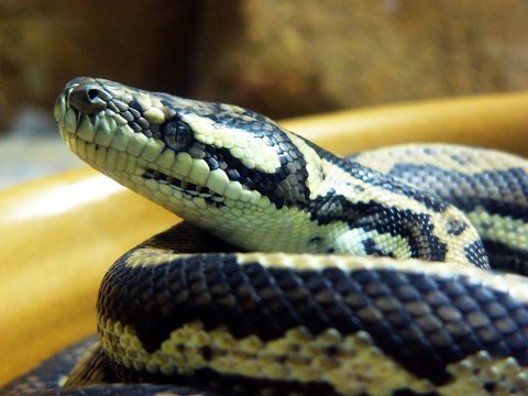 close up of a carpet snake