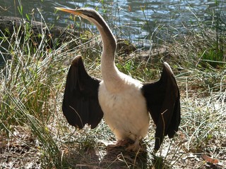 darter
