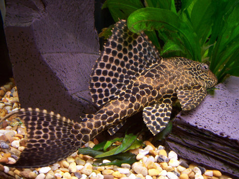 Plecostomus