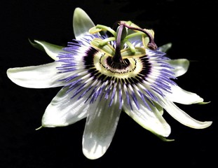 passion fruit