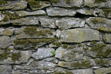 moosbewachsene mauer