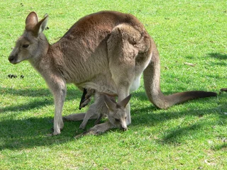 Papier Peint photo autocollant Kangourou kangourou et joey