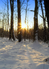 sunset on winter forest
