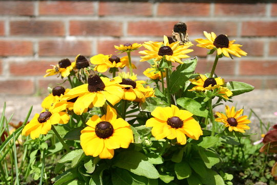 Rudbeckia