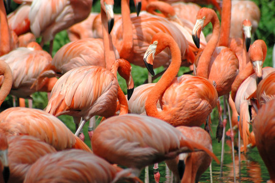 Fototapeta flamingos