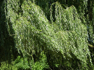 weeping willow © Mary Lane