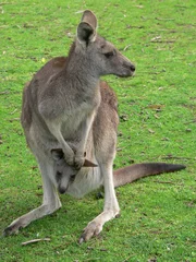 Afwasbaar Fotobehang Kangoeroe grey kangaroo and joey