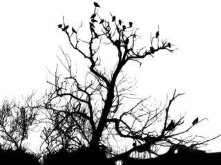 vogels in de boom