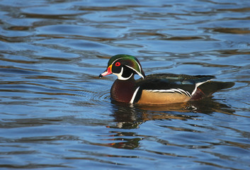 wood duck
