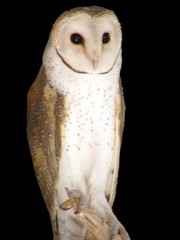 barn owl