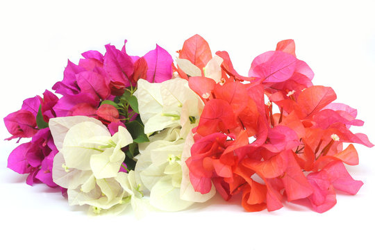 floral composition