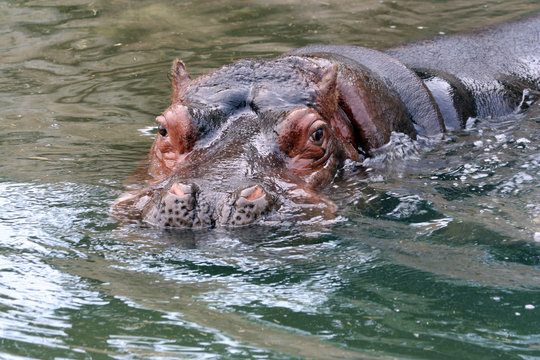 hipopotamo en el agua