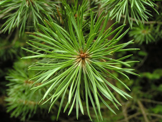 Naklejka na ściany i meble pine branch close-up