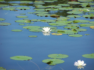 fragrant water lilies