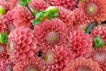 Zelfklevend Fotobehang Dahlia dahlia flower closeup