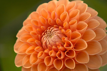 dahlia flower closeup