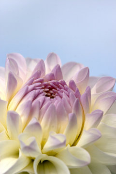 dahlia flower closeup