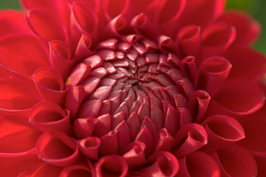 red dahlia flower closeup