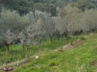 all&eacute;e  de jeunes oliviers
