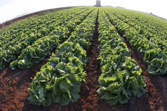 lechugas en el campo