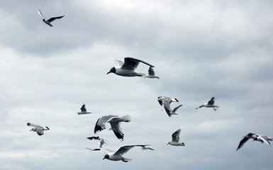 flying gulls