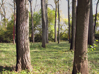 framed trees