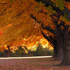 trees in fall