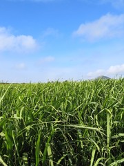  	sugar cane field #2