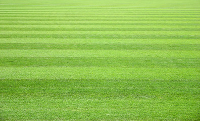 field of green