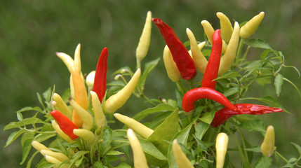 pepper plants