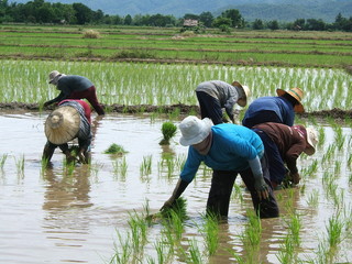 planteuses de riz