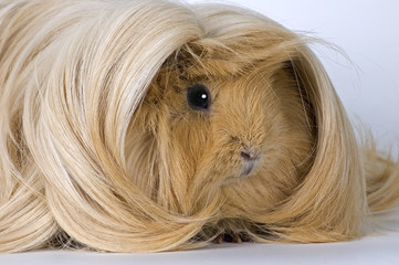 guinea-pig