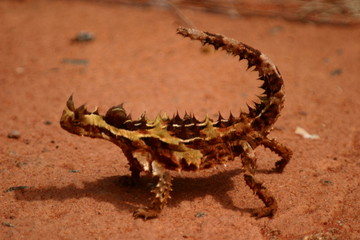 lezard dans le desert australien