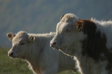 Obraz premium der innbegriff des muttertieres