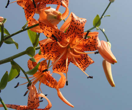 Tiger Lilies