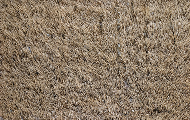 hairy rug texture
