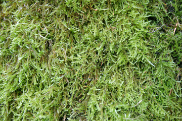 moss
