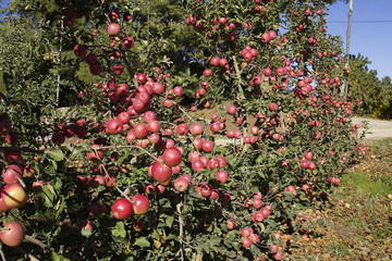 manzanas pink lady en el arbol