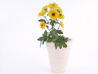chrysanthemum